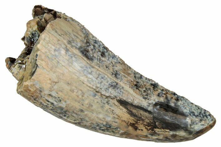 Serrated Tyrannosaur Tooth - Judith River Formation #335899